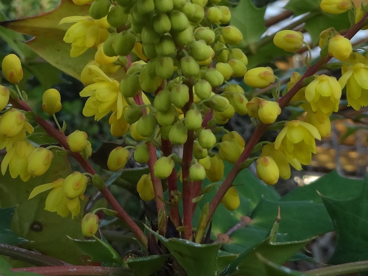 Berberis fortunei (Berberidaceae)